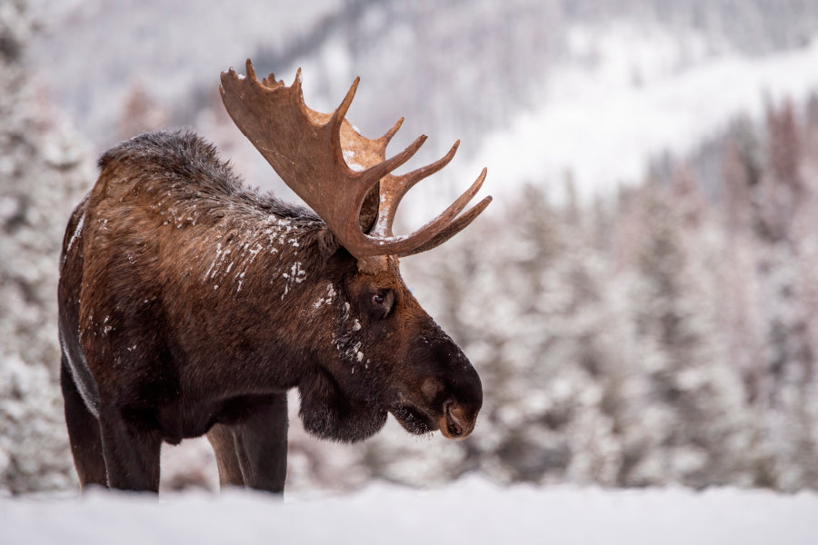 Bull Moose in Snow & Mountain Winter View Wall Art Decor 100% Australian Made - Bella Home Decor