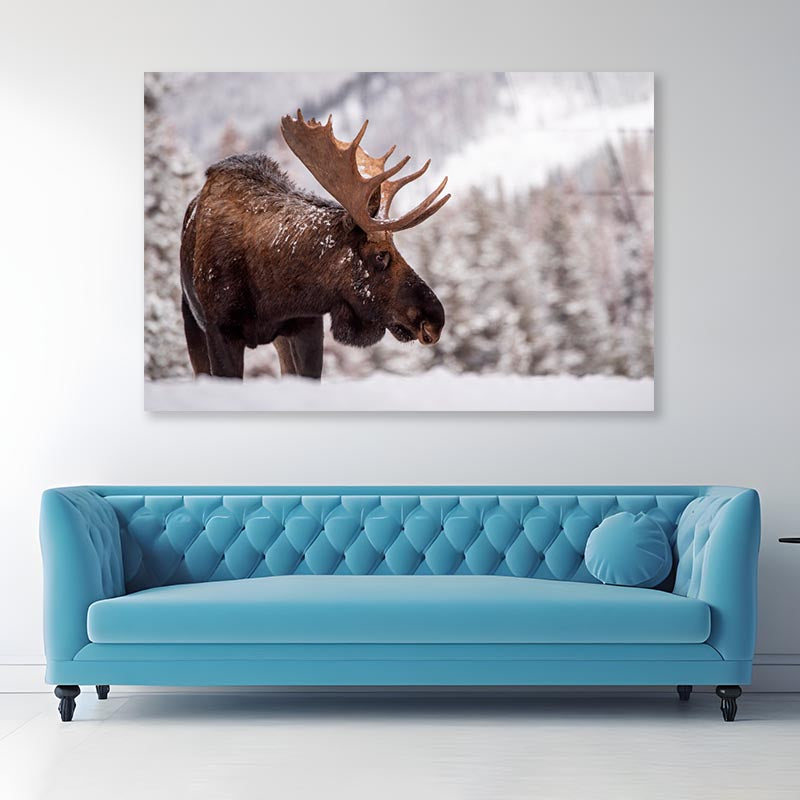 Bull Moose in Snow  Acrylic Glass Print Tempered Glass Wall Art 100% Made in Australia Ready to Hang