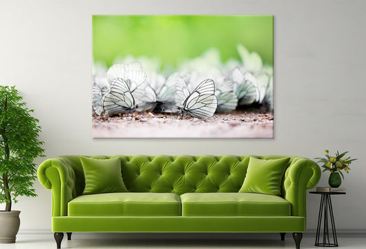Butterfly High Resolution Unique Wall Art Decor 100% Australian Made - Bella Home Decor