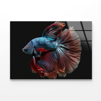 Colorful Fish Swimming In the Water Acrylic Glass Print Tempered Glass Wall Art 100% Made in Australia Ready to Hang - Bella Home Decor