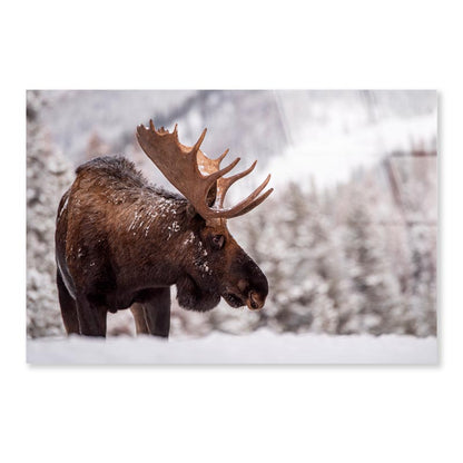 Bull Moose in Snow  Acrylic Glass Print Tempered Glass Wall Art 100% Made in Australia Ready to Hang