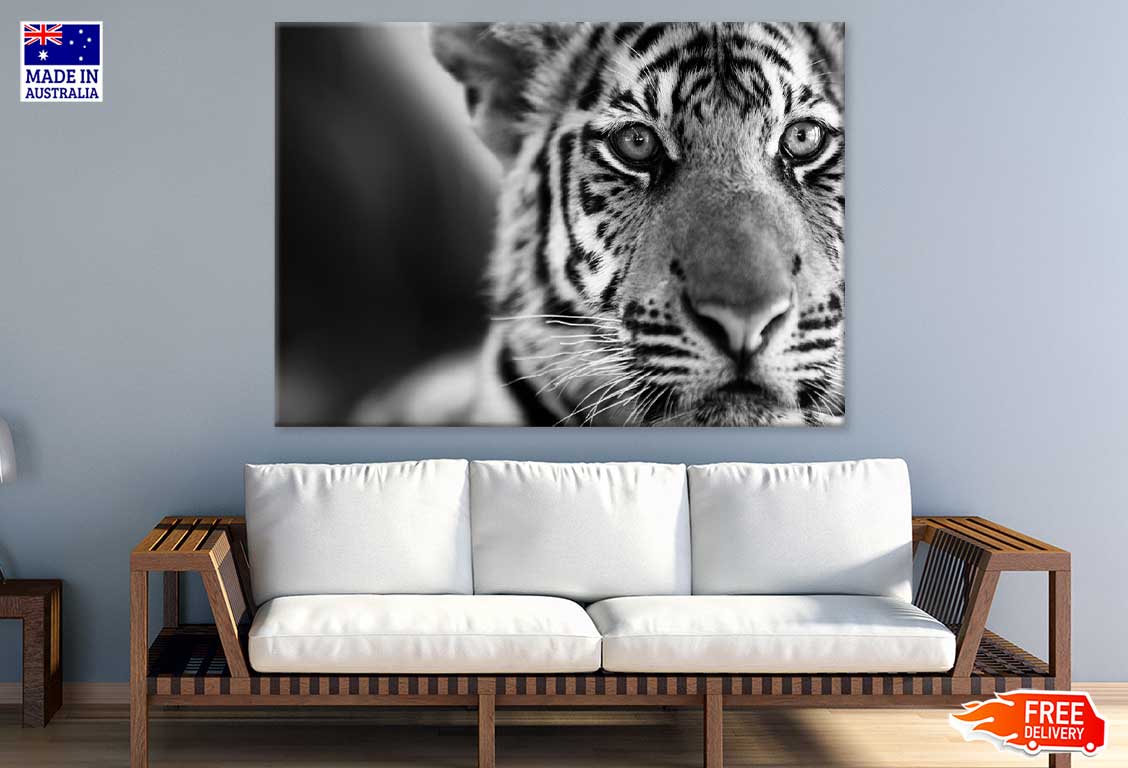 Tiger Face B&W Closeup Photograph 90x60cm Print 100% Australian Made