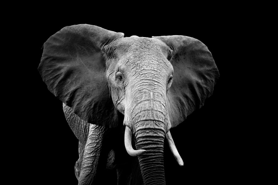 Black And White Photo of An Elephant Home Decor Premium Quality Poster Print Choose Your Sizes