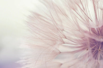 Dandelion Flower Closeup Photograph 90x60cm Print 100% Australian Made