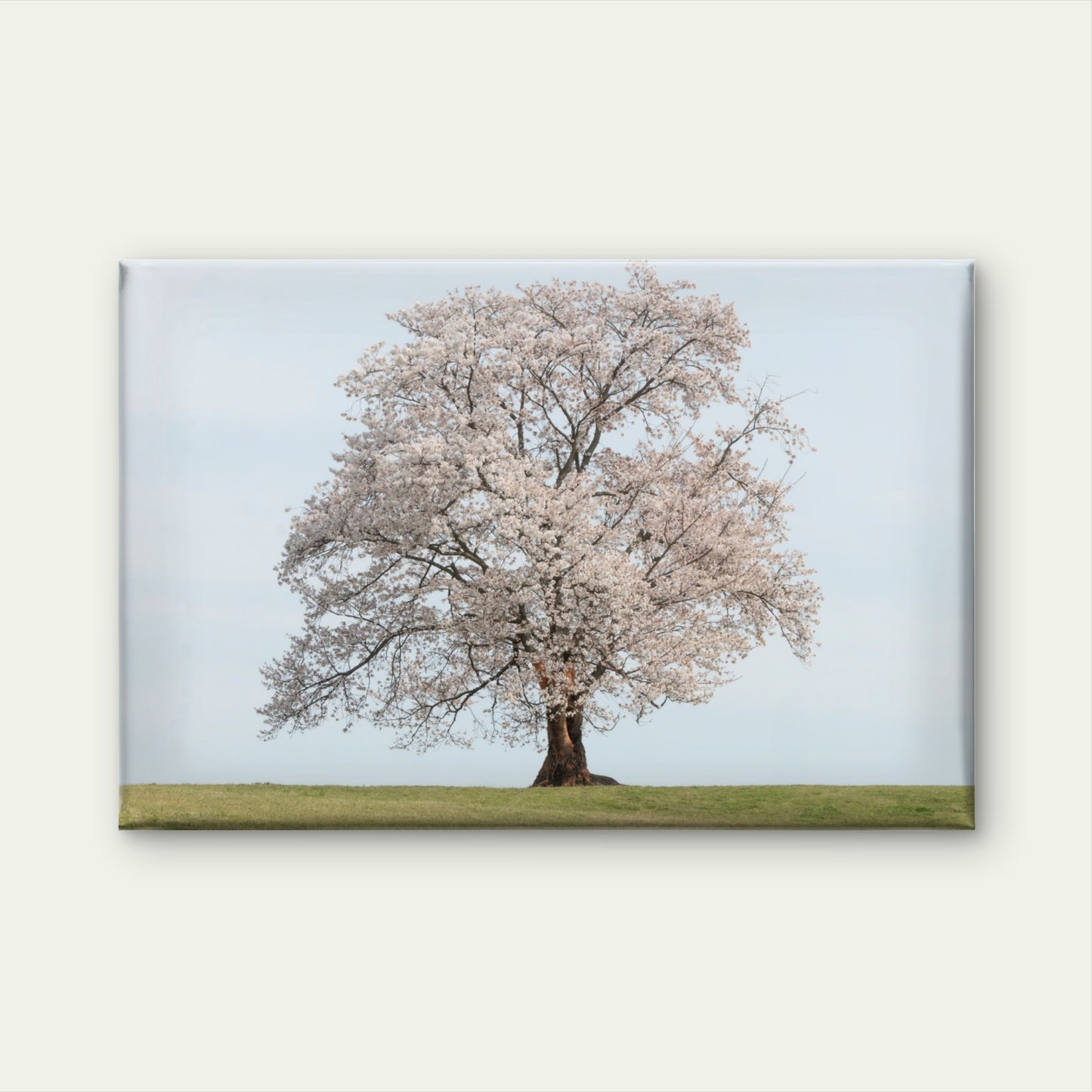 Beautiful standalone cherry blossom tree in spring, South Korea Wall Art Decor 100% Australian Made