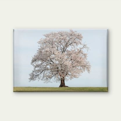 Beautiful standalone cherry blossom tree in spring, South Korea Wall Art Decor 100% Australian Made