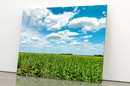 A Field Of Green Plants under a Cloudy Sky Acrylic Glass Print Tempered Glass Wall Art 100% Made in Australia Ready to Hang