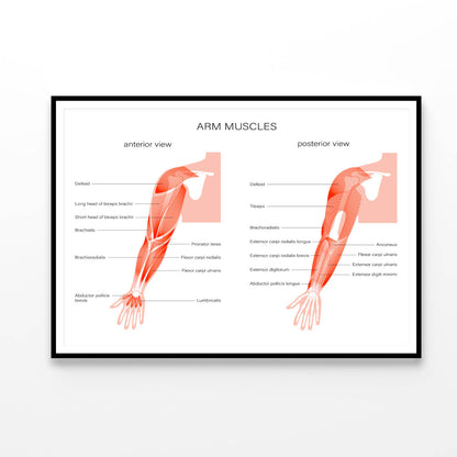 Muscular System Arms Illustration Home Decor Premium Quality Poster Print Choose Your Sizes