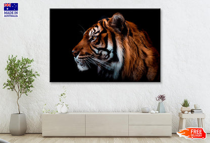 View Of Sumatran Tiger Black Background  Wall Art Decor 100% Australian Made