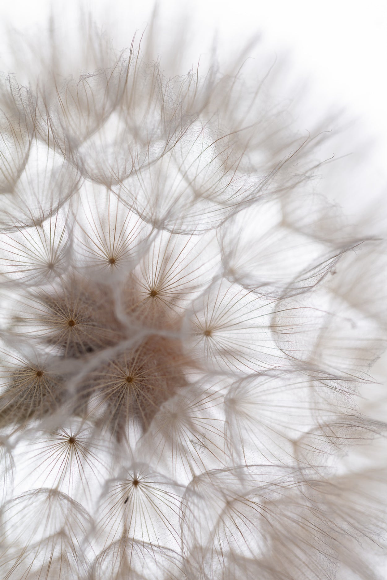 Dandelion Macro Flower Abstract Home Decor Premium Quality Poster Print Choose Your Sizes