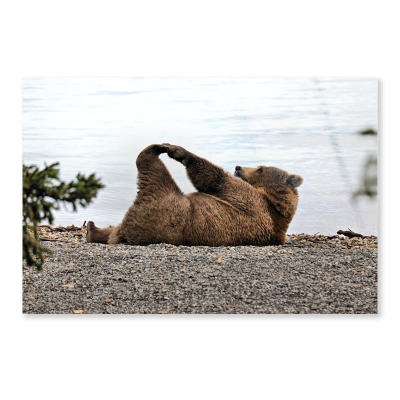 A Bear Stretches on The Beach in Katmai Acrylic Glass Print Tempered Glass Wall Art 100% Made in Australia Ready to Hang