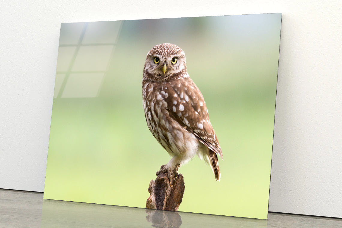 Little Owl Resting on A Branch Acrylic Glass Print Tempered Glass Wall Art 100% Made in Australia Ready to Hang