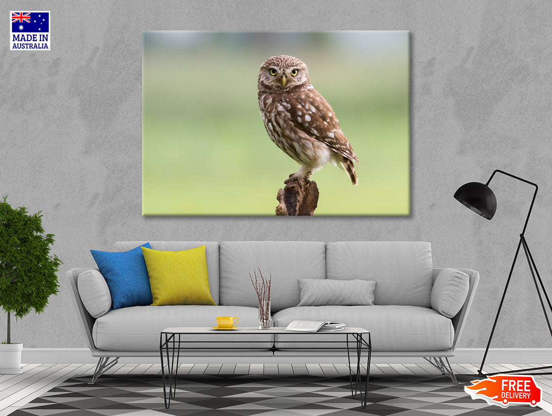 Little Owl Resting on A Branch Print 100% Australian Made