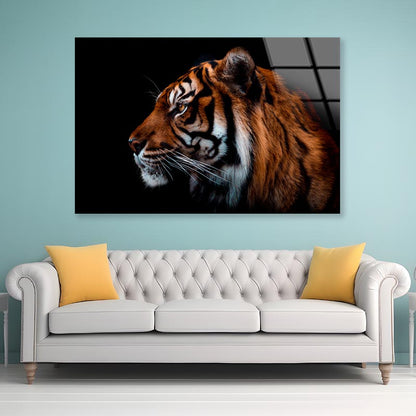 View Of Sumatran Tiger Black Background  Acrylic Glass Print Tempered Glass Wall Art 100% Made in Australia Ready to Hang