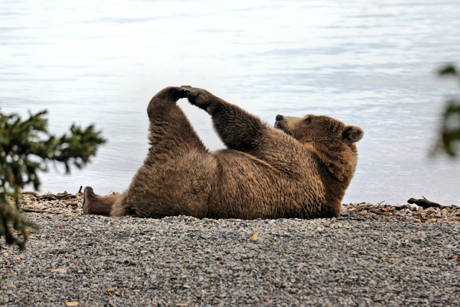 A Bear Stretches on The Beach in Katmai Acrylic Glass Print Tempered Glass Wall Art 100% Made in Australia Ready to Hang