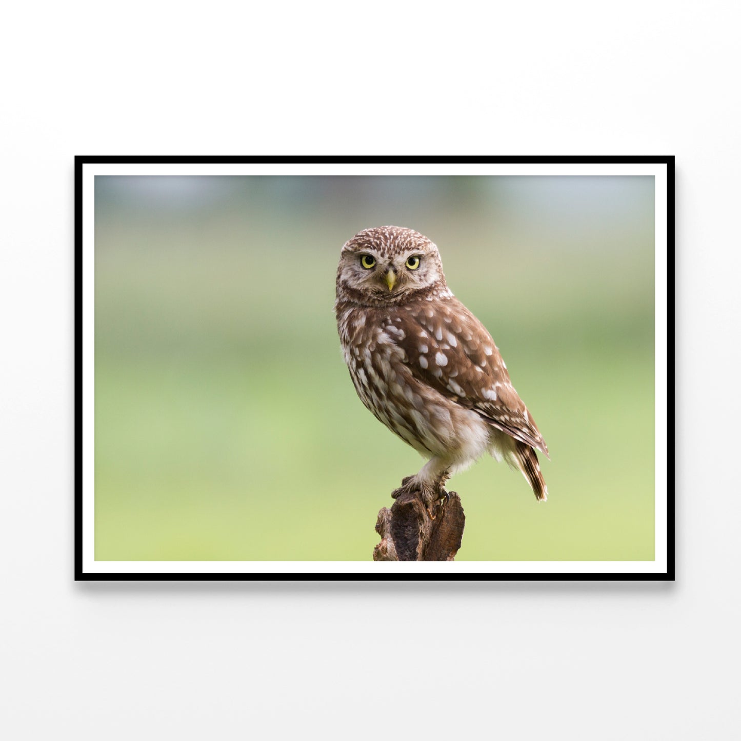 Little Owl Resting on A Branch Home Decor Premium Quality Poster Print Choose Your Sizes