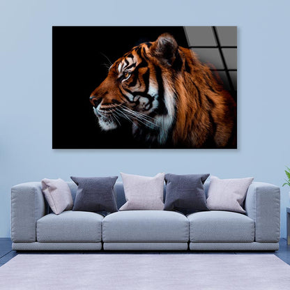 View Of Sumatran Tiger Black Background  Acrylic Glass Print Tempered Glass Wall Art 100% Made in Australia Ready to Hang