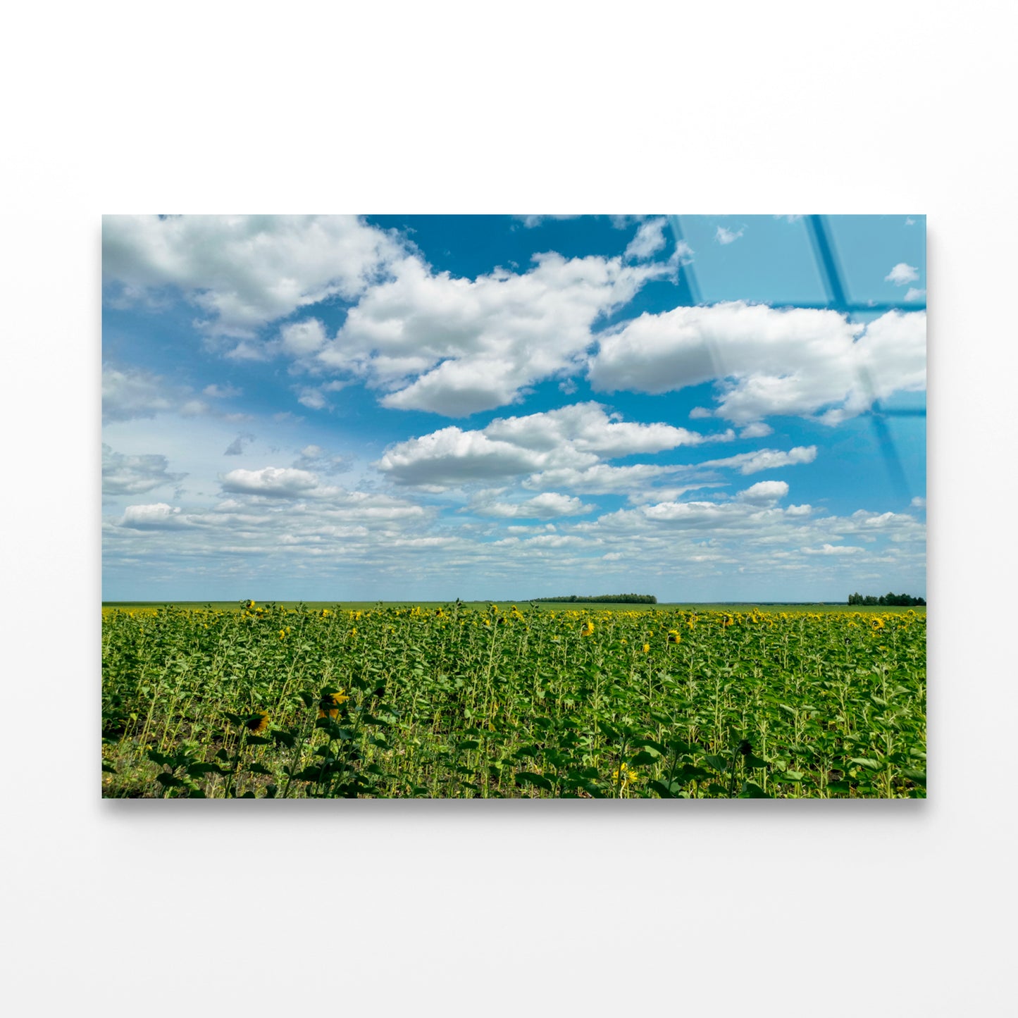 A Field Of Green Plants under a Cloudy Sky Acrylic Glass Print Tempered Glass Wall Art 100% Made in Australia Ready to Hang