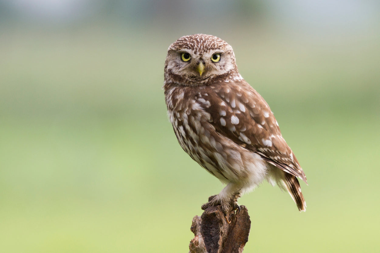 Little Owl Resting on A Branch Print 100% Australian Made