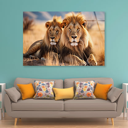 Majestic Lions Resting In the Golden Grasslands Acrylic Glass Print Tempered Glass Wall Art 100% Made in Australia Ready to Hang