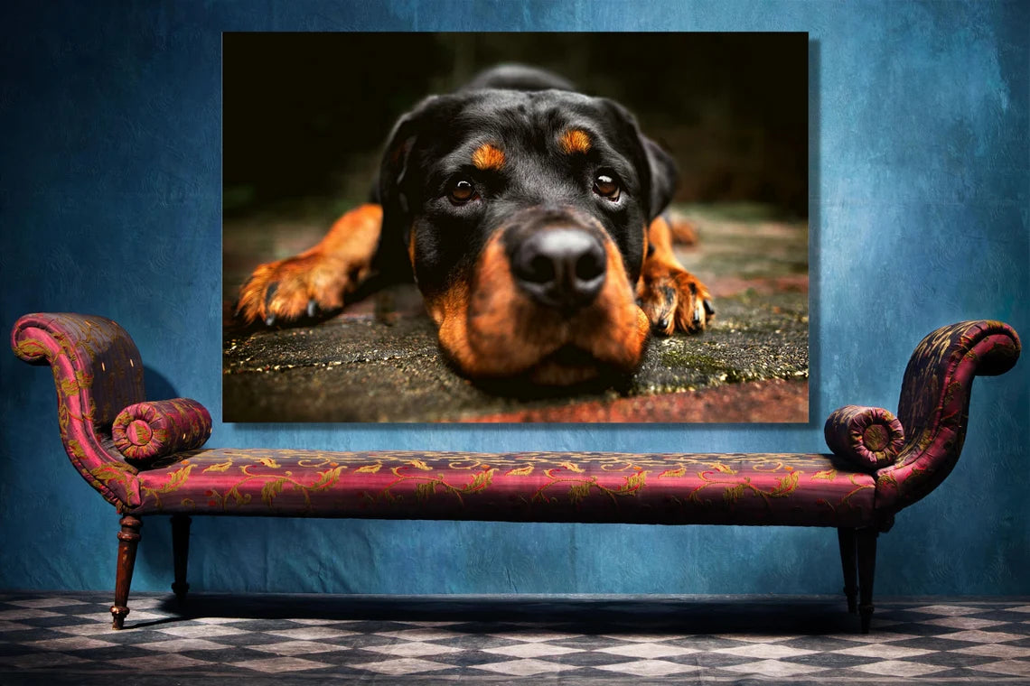 Rottweiler Wall Art UV Direct Aluminum Print Australian Made Quality