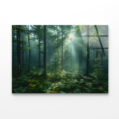 Forest with Sunrise View Acrylic Glass Print Tempered Glass Wall Art 100% Made in Australia Ready to Hang - Bella Home Decor