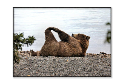 A Bear Stretches on The Beach in Katmai Home Decor Premium Quality Poster Print Choose Your Sizes