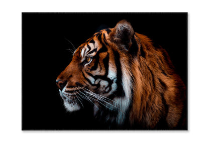 View Of Sumatran Tiger Black Background Home Decor Premium Quality Poster Print Choose Your Sizes - Bella Home Decor
