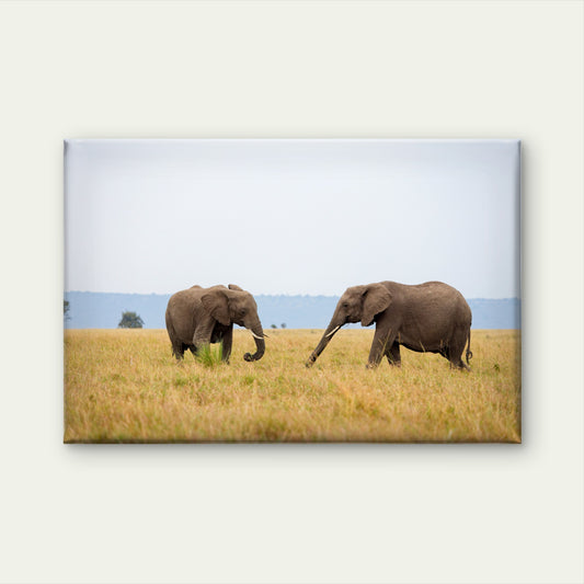 Two African elephants walking across Masai Mara grassland, Kenya  Wall Art Decor 100% Australian Made