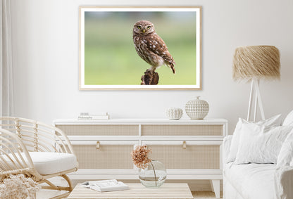 Little Owl Resting on A Branch Home Decor Premium Quality Poster Print Choose Your Sizes