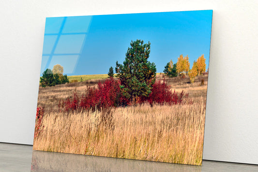 A Field Of Tall Grass With Trees an Autumn Vibe Acrylic Glass Print Tempered Glass Wall Art 100% Made in Australia Ready to Hang