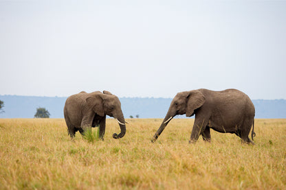 Two African elephants walking across Masai Mara grassland, Kenya  Wall Art Decor 100% Australian Made