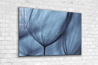 Blue Dandelion View UV Direct Aluminum Print Australian Made Quality