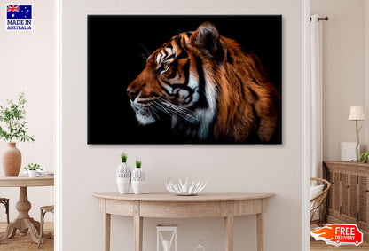 View Of Sumatran Tiger Black Background  Wall Art Decor 100% Australian Made