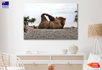 A Bear Stretches on The Beach in Katmai Wall Art Decor 100% Australian Made