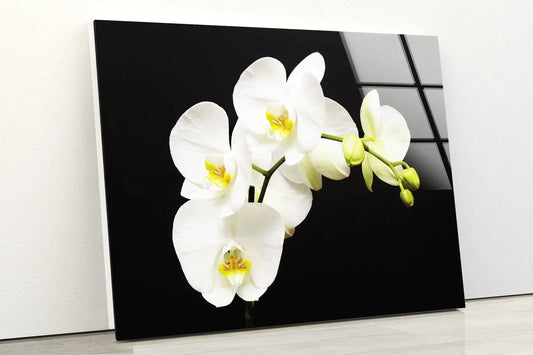 White Orchid Flowers UV Direct Aluminum Print Australian Made Quality