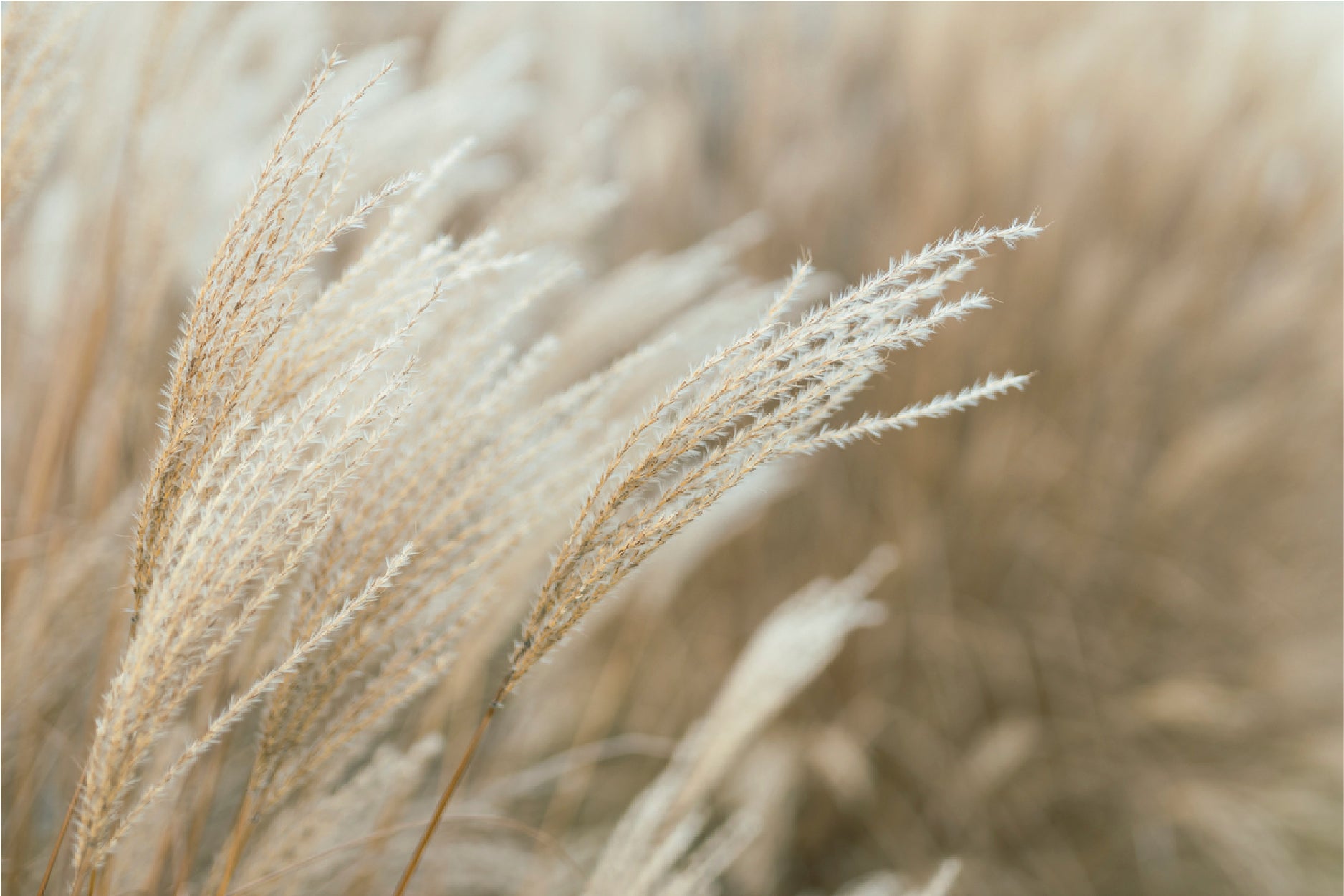 Frosted Grass On A Blurry Bokeh Glass Framed Wall Art, Ready to Hang Quality Print