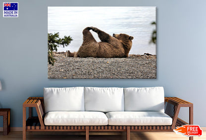 A Bear Stretches on The Beach in Katmai Wall Art Decor 100% Australian Made