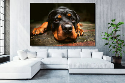 Rottweiler Wall Art UV Direct Aluminum Print Australian Made Quality