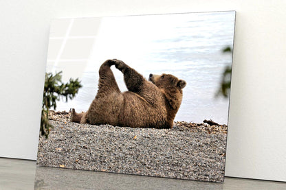 A Bear Stretches on The Beach in Katmai Acrylic Glass Print Tempered Glass Wall Art 100% Made in Australia Ready to Hang