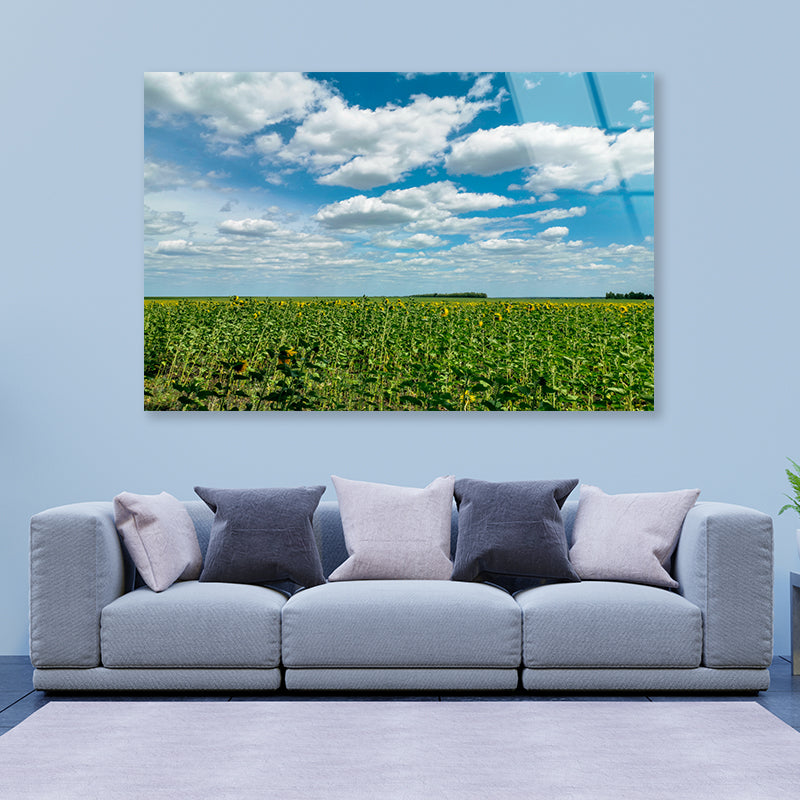 A Field Of Green Plants under a Cloudy Sky Acrylic Glass Print Tempered Glass Wall Art 100% Made in Australia Ready to Hang