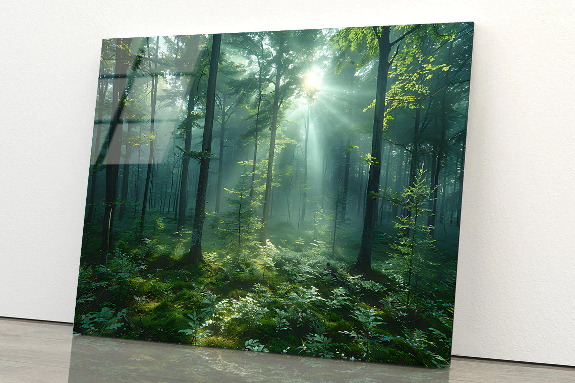 Forest with Sunrise View Acrylic Glass Print Tempered Glass Wall Art 100% Made in Australia Ready to Hang - Bella Home Decor