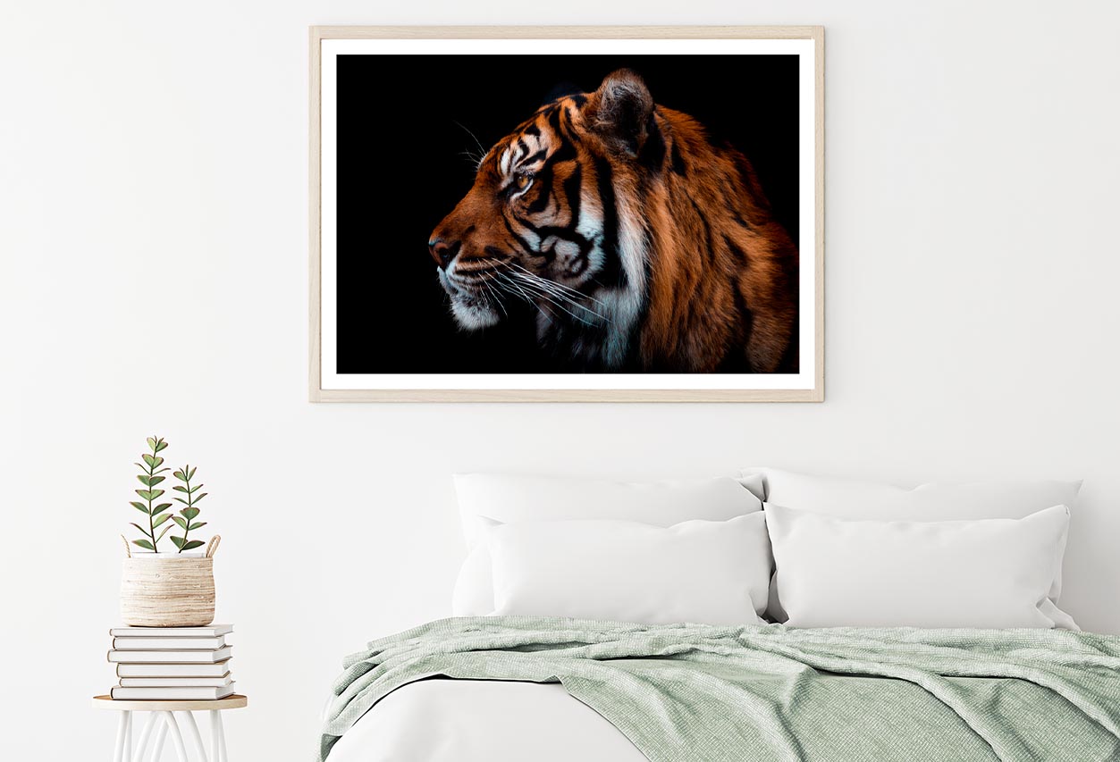 View Of Sumatran Tiger Black Background Home Decor Premium Quality Poster Print Choose Your Sizes - Bella Home Decor