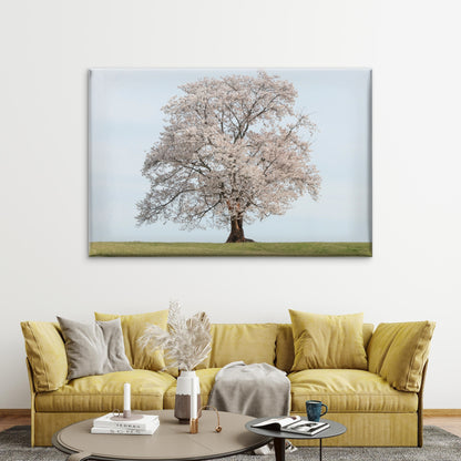 Beautiful standalone cherry blossom tree in spring, South Korea Wall Art Decor 100% Australian Made