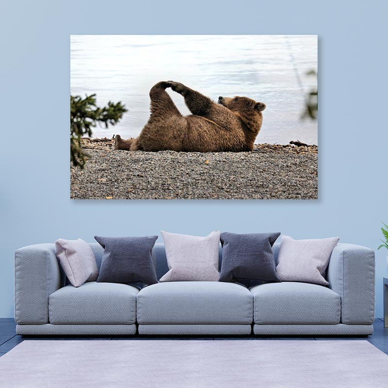 A Bear Stretches on The Beach in Katmai Acrylic Glass Print Tempered Glass Wall Art 100% Made in Australia Ready to Hang