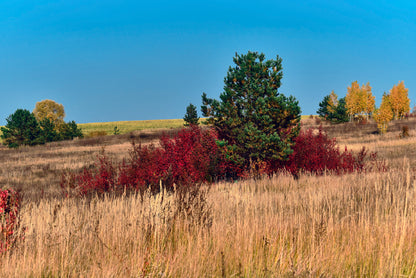 A Field Of Tall Grass With Trees an Autumn Vibe Print 100% Australian Made