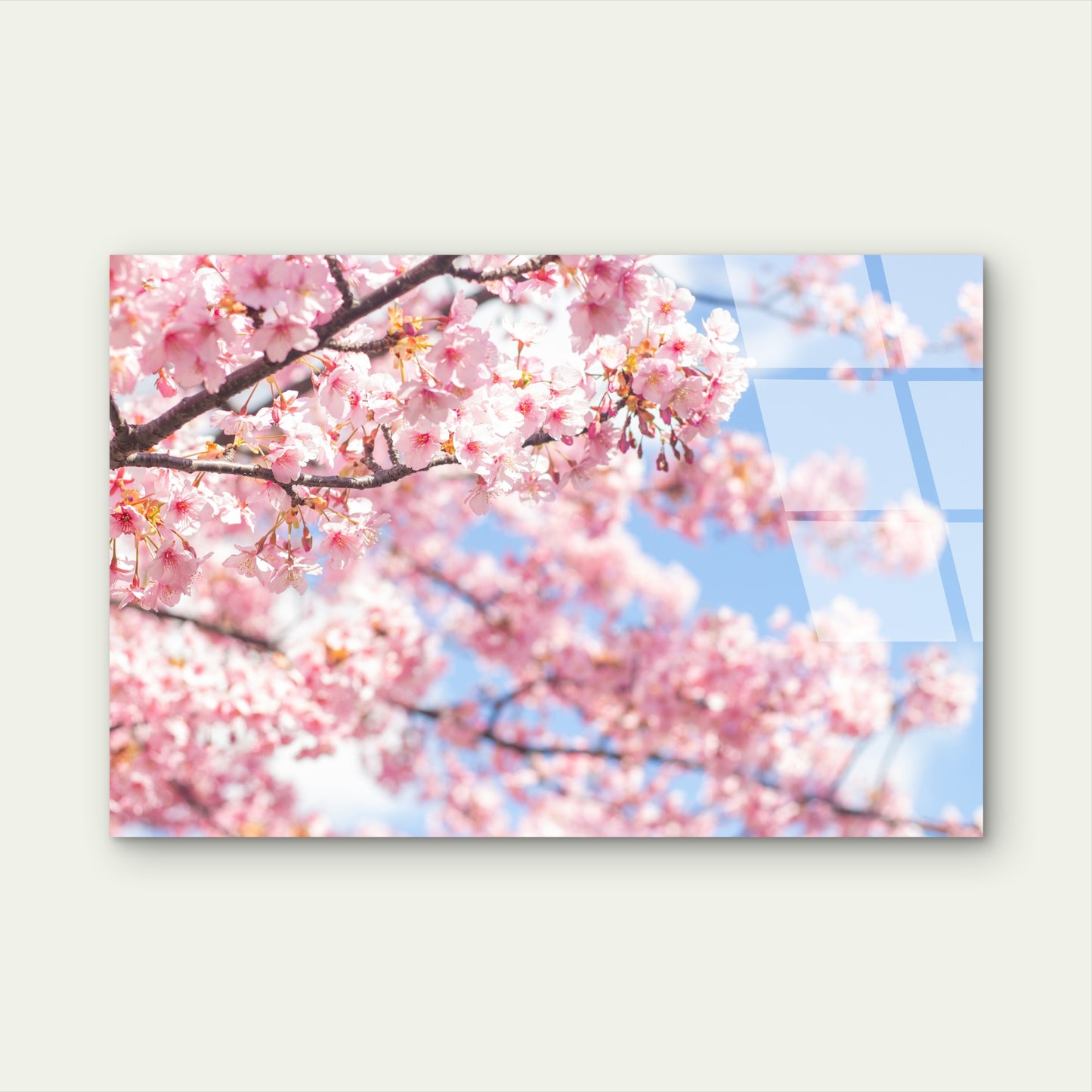 Pink Cherry Blossom Tree Sakura Bloom   Acrylic Glass Printing Wall Art Australian Made Quality