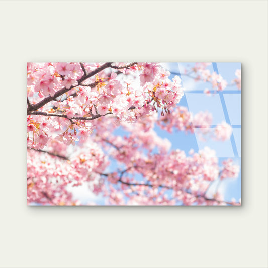 Pink Cherry Blossom Tree Sakura Bloom Acrylic Glass Printing Wall Art Australian Made Quality