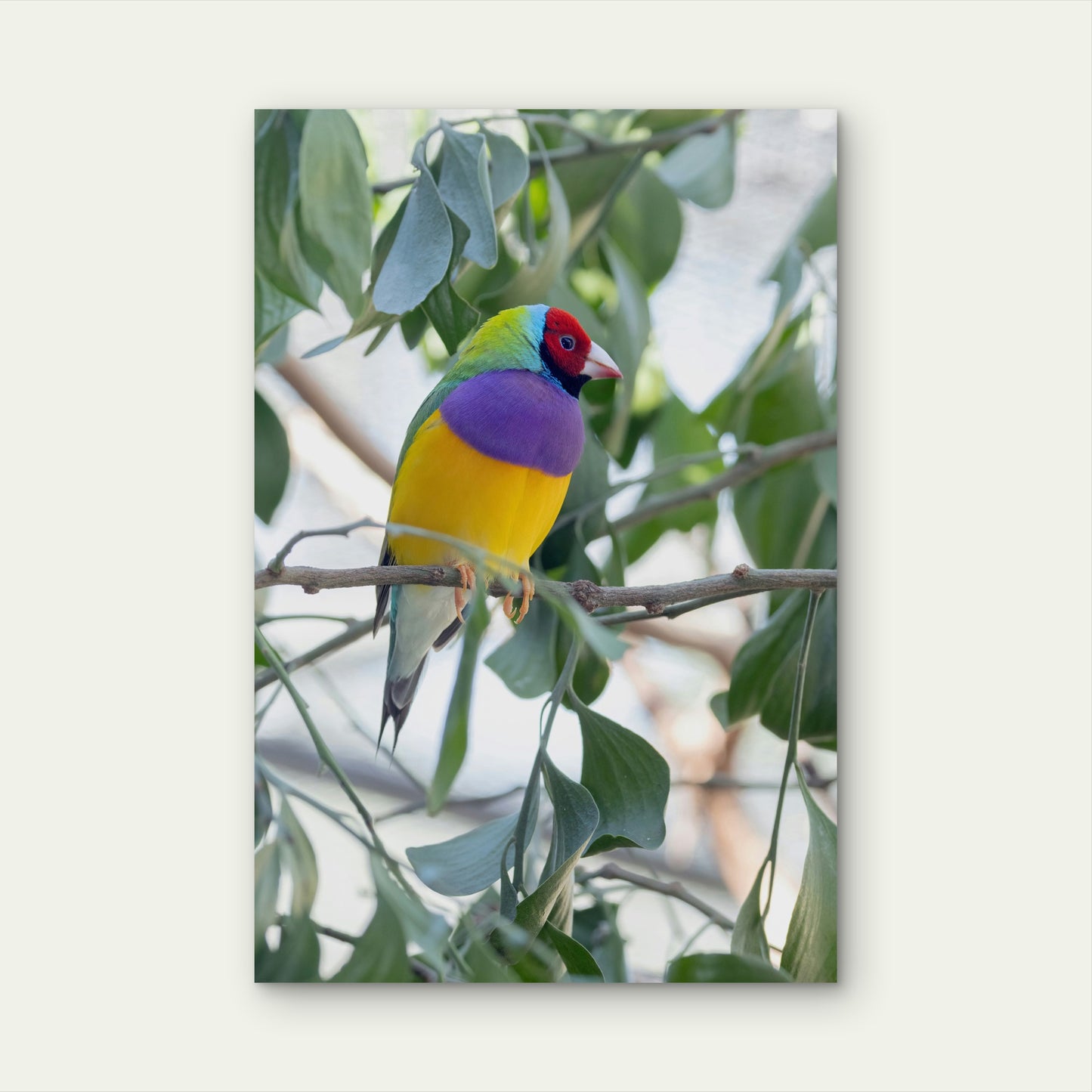 Australian Male Gouldian Finch 60x90cm Metal Print Ready to Hang
