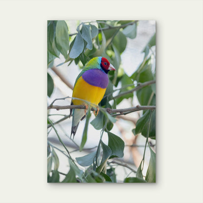 Australian Male Gouldian Finch 60x90cm Metal Print Ready to Hang